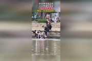 吃瓜群众视频短片,短视频中的社会现象解析